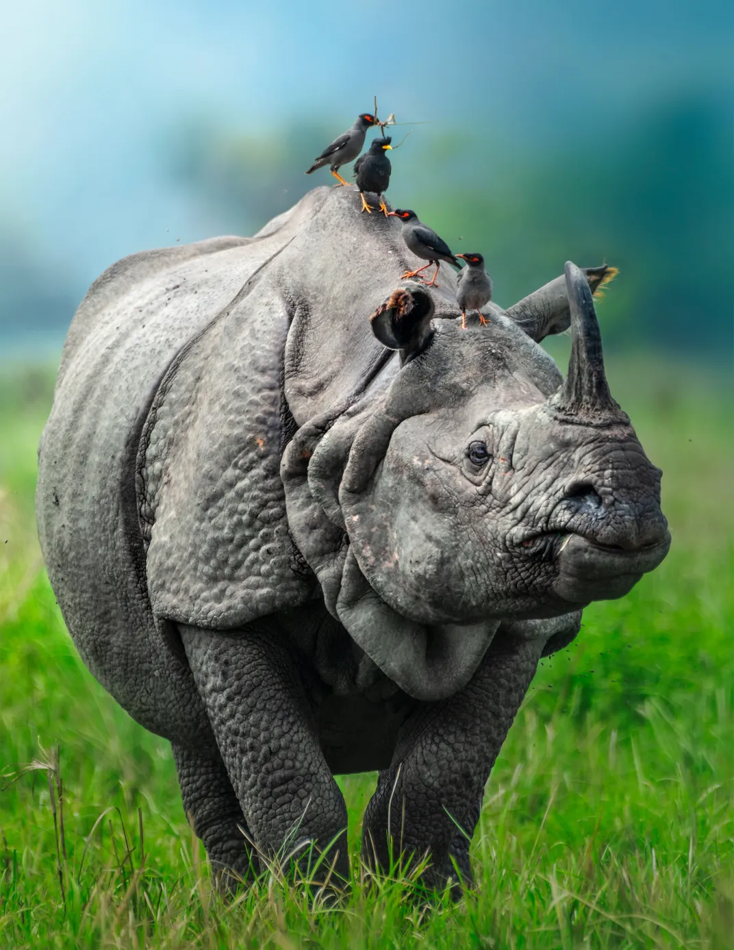 Assam - Kaziranga National Park