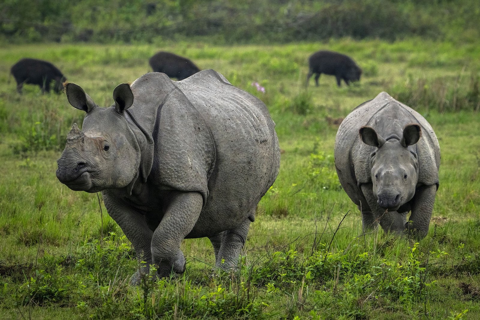 Kaziranga excursion and Guwahati Drop